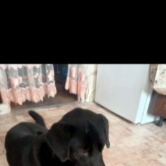 Подробнее об объявлении «Найдена собака кобель черный кобель Москва» Фото: найдена собака  «Найдена собака кобель черный кобель Москва» в г. Москва