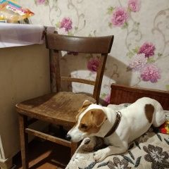 Подробнее об объявлении «Найдена собака кобель Архипо-Осиповка» Фото: найдена собака  «Найдена собака кобель Архипо-Осиповка» в г. Архипо-Осиповка