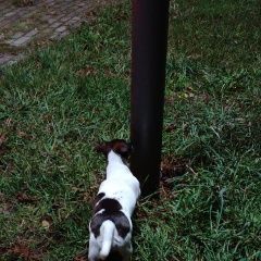 Подробнее об объявлении «Найдена собака сегодня ходила по улице карла маркса Дзержинск Минская обл.» Фото: найдена собака  «Найдена собака сегодня ходила по улице карла...» в г. Дзержинск Минская обл.