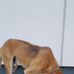 Подробнее об объявлении «Найдена собака кобель русская гончая багряная рыжая Александров» Фото: найдена собака Гончая «Найдена собака кобель русская гончая багряная...» в г. Александров