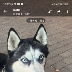 Подробнее об объявлении «Найдена собака кобель хаски Москва» Фото: найдена собака  «Найдена собака кобель хаски Москва» в г. Москва