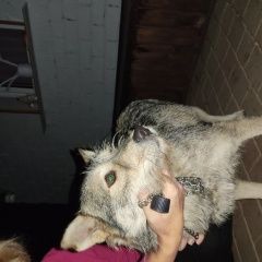 Подробнее об объявлении «Найдена собака девочка Могилев» Фото: найдена собака  «Найдена собака девочка Могилев» в г. Могилев