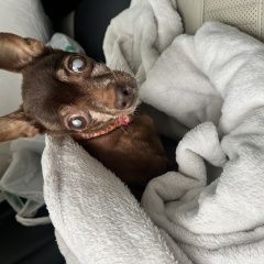 Подробнее об объявлении «Найдена собака той-терьер Гатчина» Фото: найдена собака Русский той-терьер «Найдена собака той-терьер Гатчина» в г. Гатчина