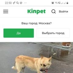 Подробнее об объявлении «Павловский Посад Найдена собака кобель молодой не агрессивный пёс» Фото: найдена собака  «Павловский Посад Найдена собака кобель молодой...» в г. Павловский Посад