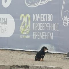 Подробнее об объявлении «Хабаровск Найдена собака помесь таксы» Фото: найдена собака  «Хабаровск Найдена собака помесь таксы» в г. Хабаровск