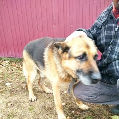 Подробнее об объявлении «Найдена собака овчарка кобель Раменское» Фото: найдена собака Восточно-европейская овчарка «Найдена собака овчарка кобель Раменское» в г. Раменское