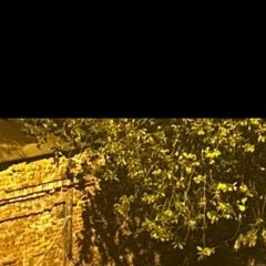 Подробнее об объявлении «Серпухов Найдена собака привязана собака» Фото: найдена собака  «Серпухов Найдена собака привязана собака» в г. Серпухов