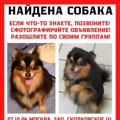 Подробнее об объявлении «Найдена собака кобель ищет хозяев Москва» Фото: найдена собака Японский шпиц «Найдена собака кобель ищет хозяев Москва» в г. Москва
