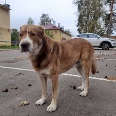 Подробнее об объявлении «Найдена собака кобель Домодедово» Фото: найдена собака  «Найдена собака кобель Домодедово» в г. Домодедово
