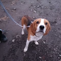 Подробнее об объявлении «Найдена собака. бигль с ошейником Березовский (Свердловская обл.)» Фото: найдена собака  «Найдена собака. бигль с ошейником Березовский...» в г. Березовский (Свердловская обл.)