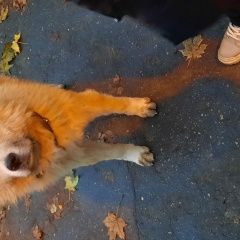 Подробнее об объявлении «Найдена собака кобель Щелково» Фото: найдена собака Акита-ину «Найдена собака кобель Щелково» в г. Щелково