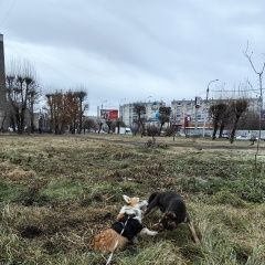 Подробнее об объявлении «Красноярск Найдена собака» Фото: найдена собака  «Красноярск Найдена собака» в г. Красноярск