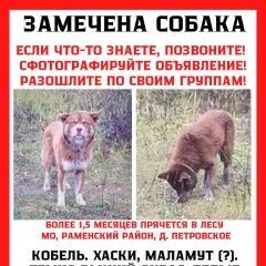 Подробнее об объявлении «Найдена собака кобель Бронницы» Фото: найдена собака  «Найдена собака кобель Бронницы» в г. Бронницы
