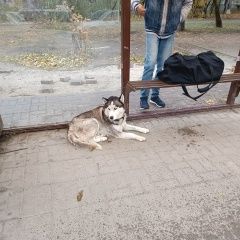 Подробнее об объявлении «Ростов-на-Дону Найдена собака» Фото: найдена собака  «Ростов-на-Дону Найдена собака» в г. Ростов-на-Дону