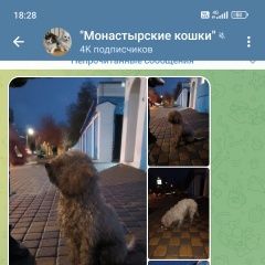 Подробнее об объявлении «Задонск Найдена собака бегает собака, пудель» Фото: найдена собака  «Задонск Найдена собака бегает собака, пудель» в г. Задонск