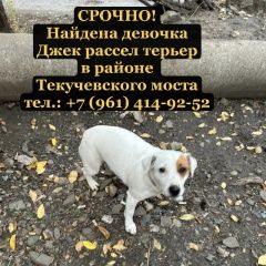 Подробнее об объявлении «Ростов-на-Дону Найдена собака девочка джек рассел терьер» Фото: найдена собака Джек рассел терьер «Ростов-на-Дону Найдена собака девочка джек...» в г. Ростов-на-Дону
