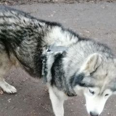 Подробнее об объявлении «Пенза Найдена собака кобель хаски в шлейке» Фото: найдена собака Сибирская хаски «Пенза Найдена собака кобель хаски в шлейке» в г. Пенза