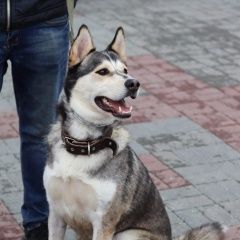 Подробнее об объявлении «Уфа Найдена собака кобель» Фото: найдена собака  «Уфа Найдена собака кобель» в г. Уфа