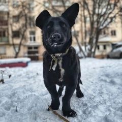 Подробнее об объявлении «Найдена собака кобель Нижний Тагил» Фото: найдена собака  «Найдена собака кобель Нижний Тагил» в г. Нижний Тагил