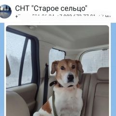 Подробнее об объявлении «Покров Найдена собака овчинино» Фото: найдена собака  «Покров Найдена собака овчинино» в г. Покров