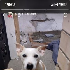 Подробнее об объявлении «Хабаровск Найдена собака кобель джек рассел 6 лет примерно» Фото: найдена собака Джек рассел терьер «Хабаровск Найдена собака кобель джек рассел 6...» в г. Хабаровск