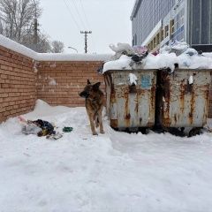Подробнее об объявлении «Иркутск Найдена собака овчарка немецкая с ошейником» Фото: найдена собака Немецкая овчарка «Иркутск Найдена собака овчарка немецкая с...» в г. Иркутск