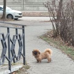 Подробнее об объявлении «Тамбов Найдена собака кобель пекинес» Фото: найдена собака  «Тамбов Найдена собака кобель пекинес» в г. Тамбов