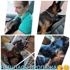 Подробнее об объявлении «Найдена собака герочка нашлась Химки» Фото: найдена собака Немецкая овчарка «Найдена собака герочка нашлась Химки» в г. Химки