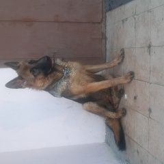 Подробнее об объявлении «Калининград (Кенигсберг) Найдена собака немецкая овчарка» Фото: найдена собака Немецкая овчарка «Калининград (Кенигсберг) Найдена собака...» в г. Калининград (Кенигсберг)