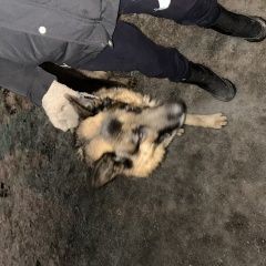 Подробнее об объявлении «Ярославль Найдена собака кобель бегает в районе труфанова 25» Фото: найдена собака  «Ярославль Найдена собака кобель бегает в районе...» в г. Ярославль