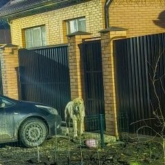 Подробнее об объявлении «Найдена собака похож на алабая Краснодар» Фото: найдена собака  «Найдена собака похож на алабая Краснодар» в г. Краснодар