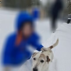 Подробнее об объявлении «Найдена собака кобель джек рассел кабель. имеет клеймо Балашиха» Фото: найдена собака Джек рассел терьер «Найдена собака кобель джек рассел кабель. имеет...» в г. Балашиха