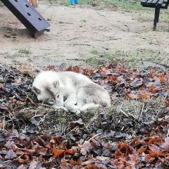 Подробнее об объявлении «Найдена собака район минской бани Бобруйск» Фото: найдена собака  «Найдена собака район минской бани Бобруйск» в г. Бобруйск