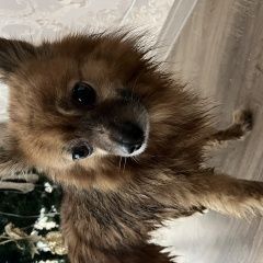 Подробнее об объявлении «Найдена собака похож на шпица Ростов-на-Дону» Фото: найдена собака  «Найдена собака похож на шпица Ростов-на-Дону» в г. Ростов-на-Дону