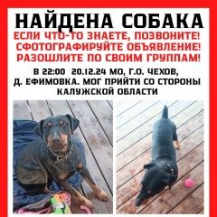 Подробнее об объявлении «Найдена собака кобель ягдтерьер Чехов» Фото: найдена собака Ягд-терьер «Найдена собака кобель ягдтерьер Чехов» в г. Чехов