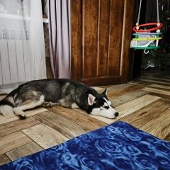 Подробнее об объявлении «Найдена собака кобель Воронеж» Фото: найдена собака Сибирская хаски «Найдена собака кобель Воронеж» в г. Воронеж