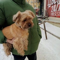 Подробнее об объявлении «Найдена собака кобель потеряшка Иркутск» Фото: найдена собака Йоркширский терьер «Найдена собака кобель потеряшка Иркутск» в г. Иркутск