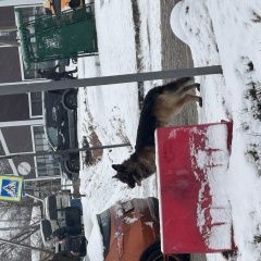 Подробнее об объявлении «Найдена собака. в Барыбино» Фото: найдена собака Немецкая овчарка «Найдена собака. в Барыбино» в г. Барыбино