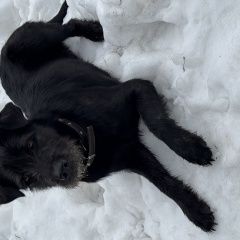 Подробнее об объявлении «Серпухов Найдена собака черные пес в ошейнике» Фото: найдена собака  «Серпухов Найдена собака черные пес в ошейнике» в г. Серпухов