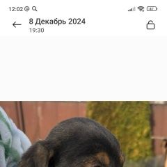 Подробнее об объявлении «Найдена собака кобель ищу дом. Выселки» Фото: найдена собака  «Найдена собака кобель ищу дом. Выселки» в г. Выселки