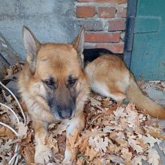 Подробнее об объявлении «Челябинск Найдена собака кобель» Фото: найдена собака Немецкая овчарка «Челябинск Найдена собака кобель» в г. Челябинск