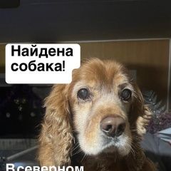 Подробнее об объявлении «Чита Найдена собака» Фото: найдена собака Английский кокер-спаниель «Чита Найдена собака» в г. Чита