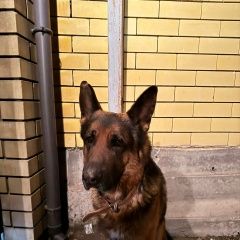 Подробнее об объявлении «Астрахань Найдена собака кобель немецкая овчарка» Фото: найдена собака  «Астрахань Найдена собака кобель немецкая овчарка» в г. Астрахань