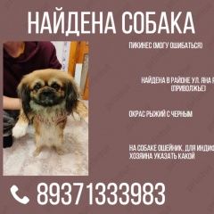 Подробнее об объявлении «Астрахань Найдена собака кобель» Фото: найдена собака Пекинес «Астрахань Найдена собака кобель» в г. Астрахань