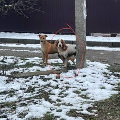 Подробнее об объявлении «Найдена собака кобель Краснодар» Фото: найдена собака Американский кокер-спаниель «Найдена собака кобель Краснодар» в г. Краснодар