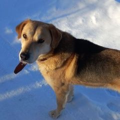 Подробнее об объявлении «Бор Найдена собака кобель» Фото: найдена собака  «Бор Найдена собака кобель» в г. Бор