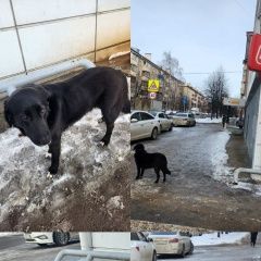 Подробнее об объявлении «Казань Найдена собака» Фото: найдена собака  «Казань Найдена собака» в г. Казань