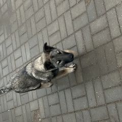 Подробнее об объявлении «Одинцово Найдена собака 06. 02 в 09:00 бегает по станции пионерск» Фото: найдена собака  «Одинцово Найдена собака 06. 02 в 09:00 бегает...» в г. Одинцово