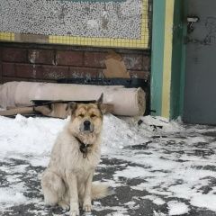 Подробнее об объявлении «Хабаровск Найдена собака» Фото: найдена собака  «Хабаровск Найдена собака» в г. Хабаровск