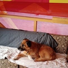 Подробнее об объявлении «Вырица Найдена собака прошу откликнуться хозяина.» Фото: найдена собака  «Вырица Найдена собака прошу откликнуться хозяина.» в г. Вырица